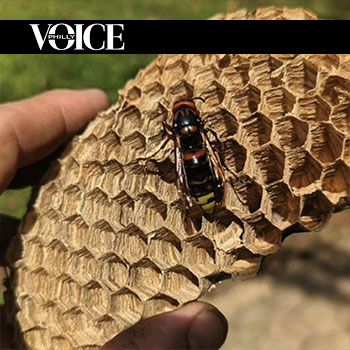 Philadelphia Voice Article